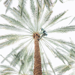 تقليم النخيل