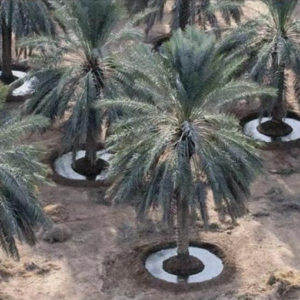 تجوير النخيل (التفقير)