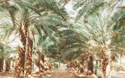 متجر إلكتروني سعودي لخدمات الزراعة وتصدير التمور والتعاقد مع المزارعين والمستوردين