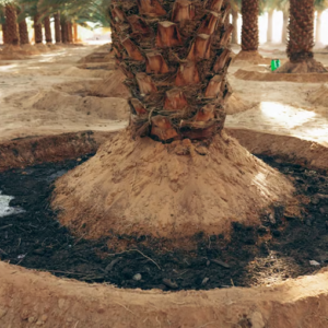 الخدمة الشتوية ( تسميد النخيل) مع توفير السماد