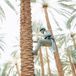 تلقيح النخيل